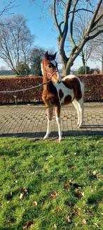 Te koop mooie bont veulen., Dieren en Toebehoren, Pony's, Hengst, Recreatiepony, 0 tot 2 jaar