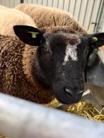 Ooi lammeren / schapen, Dieren en Toebehoren, Schapen, Geiten en Varkens