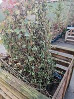 Klimop Hedera Helix 200 225 cm hoo- Groenblijvende Klimplant, Tuin en Terras, Ophalen, Vaste plant, Bloeit niet, Halfschaduw