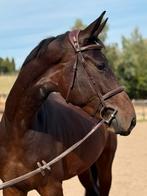 Fijn 3 jarig springpaard, Dieren en Toebehoren, Paarden, Merrie, Springpaard, B, Gechipt
