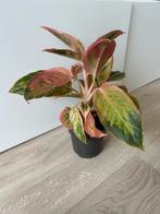 Aglaonema salmon fantasy, Ophalen of Verzenden, Overige soorten, Minder dan 100 cm