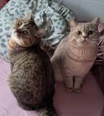 Te koop: prachtige 100% Britse korthaar kater, Dieren en Toebehoren, Katten en Kittens | Raskatten | Korthaar, Kater, Gechipt