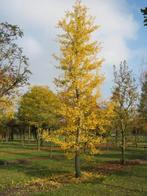 Ginkgo biloba bomen, Tuin en Terras, Ophalen, Volle zon, Overige soorten