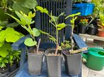 Vijgenboompje Verdino groene Italiaanse vijg, Minder dan 100 cm, Lente, Volle zon, In pot