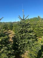 Nordmann kerstbomen rechtstreeks Af Denemarken, Ophalen of Verzenden, In pot, Volle zon, Overige soorten