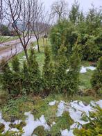 Coniferen, Tuin en Terras, Planten | Struiken en Hagen, Ophalen of Verzenden, Conifeer, 100 tot 250 cm