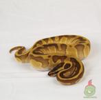 regius: butter enchi confusion, Dieren en Toebehoren, Slang, Tam, 0 tot 2 jaar