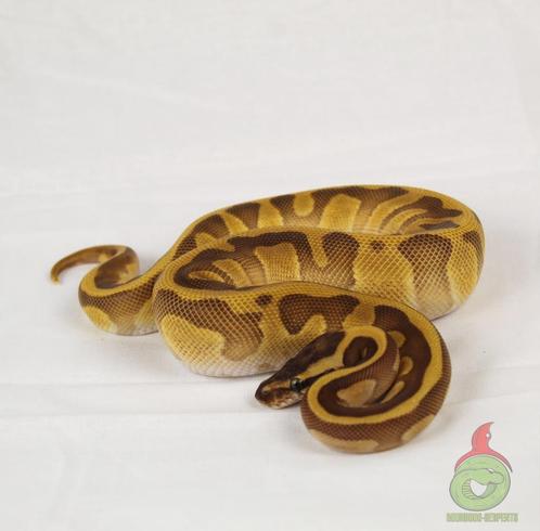 regius: butter enchi confusion, Dieren en Toebehoren, Reptielen en Amfibieën, Slang, 0 tot 2 jaar, Tam