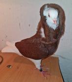 Te koop Oud Hollandse kapucijn duif rood (2025), Dieren en Toebehoren, Vogels | Duiven, Mannelijk