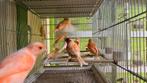 Kanarie kleur kanaries, Dieren en Toebehoren, Vogels | Kanaries, Meerdere dieren, Kleurkanarie
