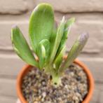 Senecio Jacobsenii Variegated, Huis en Inrichting, Kamerplanten, Verzenden, Vetplant, Halfschaduw, Minder dan 100 cm