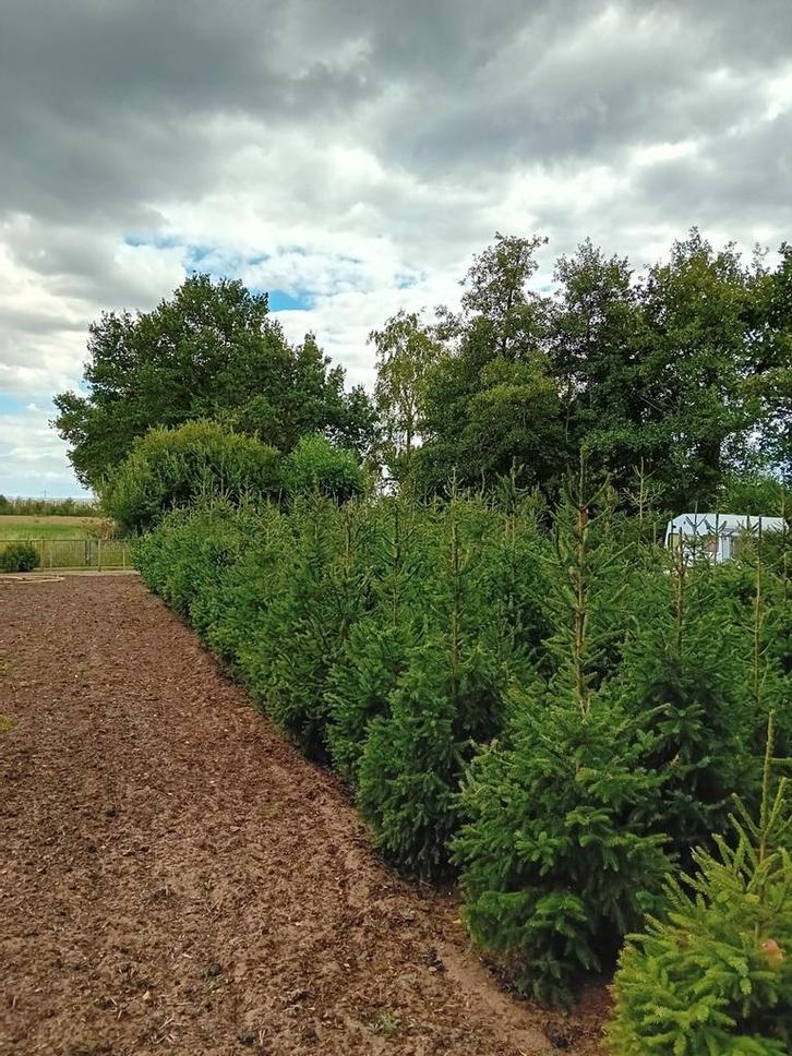 Kerstbomen, Tuin en Terras, Planten | Struiken en Hagen, Ophalen