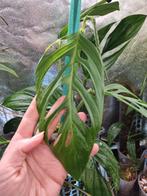 monstera xanthospatha stek, Huis en Inrichting, Kamerplanten, Ophalen of Verzenden, Halfschaduw, Minder dan 100 cm