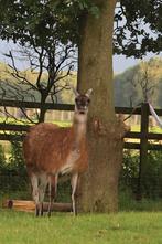 Mooie span lama's., Dieren en Toebehoren, Overige Dieren, Januari, Meerdere dieren