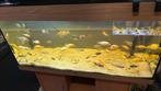 Unieke Fire Fish, Multi Color & Yellow Labs, Dieren en Toebehoren, Vis, Zoetwatervis, Schoolvis