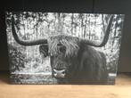 Groot Canvas Schotse Hooglander 105x70, Ophalen, Zo goed als nieuw, 75 cm of meer