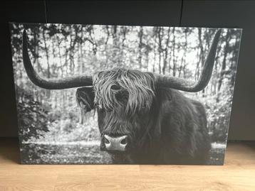 Groot Canvas Schotse Hooglander 105x70 beschikbaar voor biedingen
