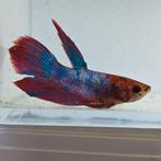 Betta splendens man 28, Dieren en Toebehoren, Vis