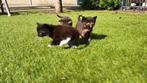 Kittens, Dieren en Toebehoren, Katten en Kittens | Overige Katten