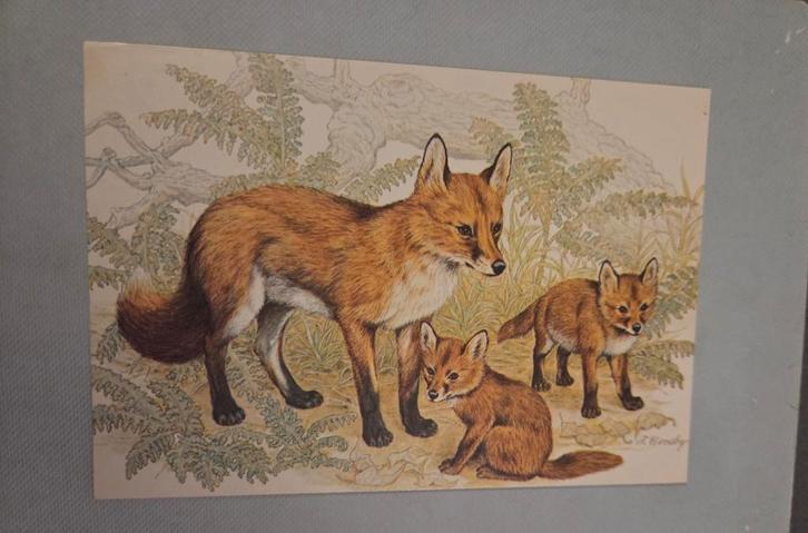 Vos met jongen, Verzamelen, Ansichtkaarten | Themakaarten, Gelopen, Verzenden