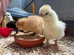 Broedeieren van prachtige Zijdehoen kippen – €1 per stuk, Dieren en Toebehoren, Pluimvee, Geslacht onbekend, Kip
