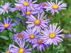 Aster ageratoides 'Asran' / Herfstaster, Overige soorten, Vaste plant, Ophalen of Verzenden, Halfschaduw