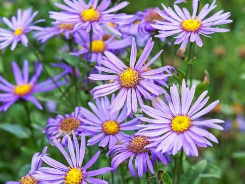Aster ageratoides 'Asran' / Herfstaster, Tuin en Terras, Planten | Tuinplanten, Vaste plant, Overige soorten, Halfschaduw, Zomer