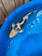 Shiro, Dieren en Toebehoren, Vissen | Vijvervissen, Karper of Koi