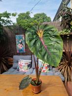 Colocasia Madeira Star, Tuin en Terras, Planten | Tuinplanten, Ophalen of Verzenden, Zomer, Eenjarig, Volle zon