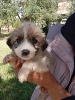 Gastgezinnen gezocht voor onze fijne hondjes uit Italië, Dieren en Toebehoren, Honden | Niet-rashonden, Particulier, Rabiës (hondsdolheid)