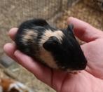 mooie beertje cavia, Dieren en Toebehoren, Cavia, Augustus, Mannelijk, Tam