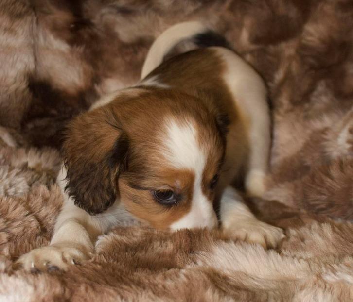 Kooiker pups, Dieren en Toebehoren, Honden | Retrievers, Spaniëls en Waterhonden, Meerdere dieren, Overige rassen, Particulier