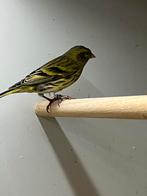 Bastaard Europese Sijs X Kanarie, Dieren en Toebehoren, Mannelijk, Wildzangvogel, Geringd