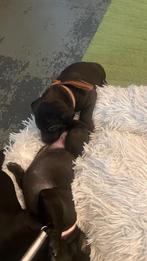Rhodesië, Ridge back & whippet ze zijn allemaal zwart, Dieren en Toebehoren, Honden | Jack Russells en Terriërs, Rabiës (hondsdolheid)