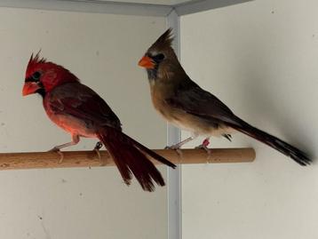 Rode kardinaal - cardinalis cardinalis beschikbaar voor biedingen