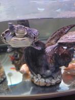 Aquarium met vissen en 2 schildpadden, Dieren en Toebehoren, Reptielen en Amfibieën, 0 tot 2 jaar, Schildpad
