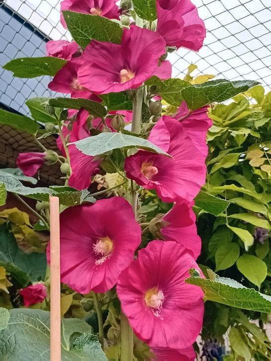 zaden stokroos ., Tuin en Terras, Bloembollen en Zaden, Volle zon, Ophalen of Verzenden