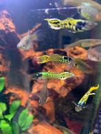 Tiger Endler Guppy (Poecilia wingei) baby.s, Vis, Zoetwatervis, Schoolvis