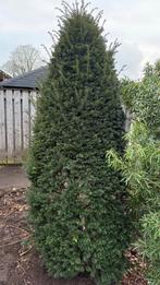 Taxus Struik/Haag 2,5m, Tuin en Terras, Ophalen of Verzenden, Taxus, Haag, 250 cm of meer
