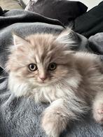 Kittens, Meerdere dieren, Ingeënt