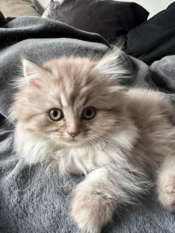 Kittens, Dieren en Toebehoren, Katten en Kittens | Raskatten | Langhaar, Meerdere dieren, Ingeënt