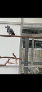 Grijze roodstaart pop, Dieren en Toebehoren, Vrouwelijk, Papegaai, Geringd