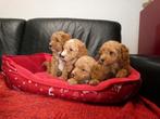 Toy (mini) labradoodle pups, Particulier, Rabiës (hondsdolheid), Meerdere, 8 tot 15 weken