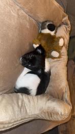 Lieve puppy te koop, Dieren en Toebehoren, Honden | Chihuahua's en Gezelschapshonden, 8 tot 15 weken, Teef, Eén hond, Chihuahua