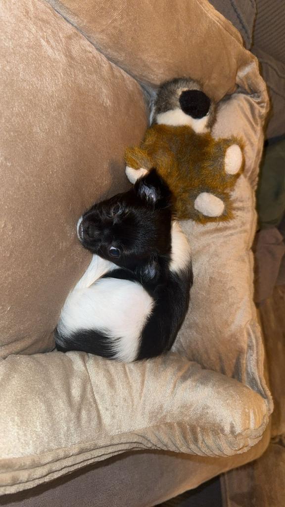 Lieve puppy te koop, Dieren en Toebehoren, Honden | Chihuahua's en Gezelschapshonden, Teef, Chihuahua, Particulier, Eén hond, Nederland