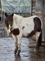Drachtige bonte merrie, Dieren en Toebehoren, Merrie