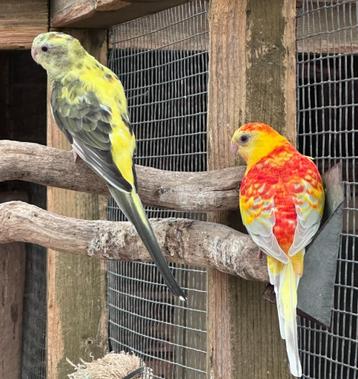 Roodrug parkieten koppel opaline x bont beschikbaar voor biedingen