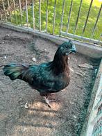 Ayam cemani haan, Mannelijk, Kip