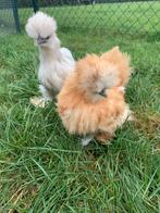 2 hennen 🐥Usa zijdehoen geent 12wk 💯% hen garantie✅, Vrouwelijk, Kip