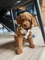 Poedel, België, Particulier, 8 tot 15 weken, Teef